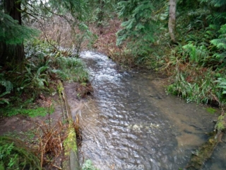Tickle Creek