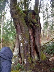 Lots of Nurse Stumps