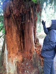 New tree roots grew down through stump