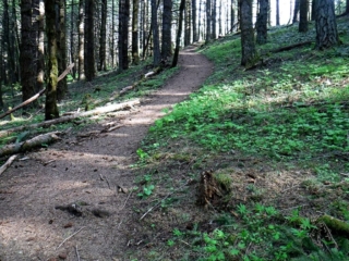 Trail up through the woods