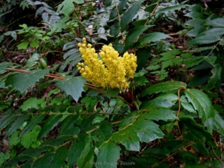 Oregon Grape blooming