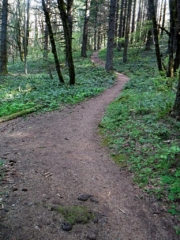 Good trail through new green