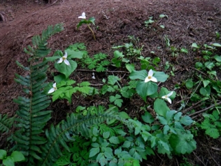 Trillions were blooming