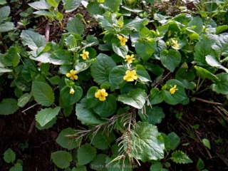 A lot of small flowers were out