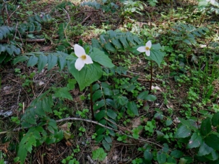 Trillions on the back side trail