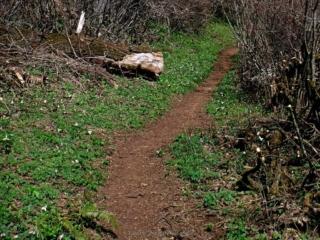 Backside trail had been clear