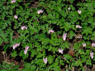Bleeding Hearts