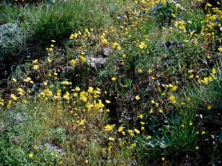 Lots of small flowers