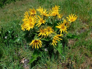 Balsamroot blooming at lower viewpoint