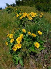 Balsamroot blooming