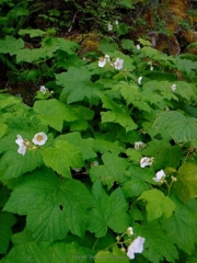 Thimbleberry in bloom