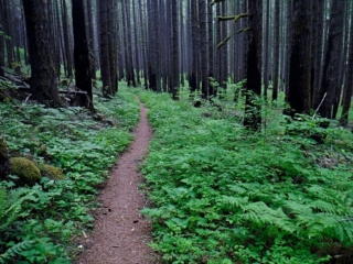 Burnt tree trunks contrast against lush new ground cover
