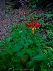 Red Columbine