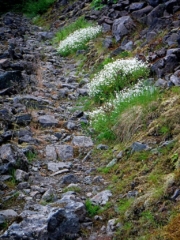 Flowers along the trail