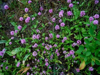 Rosy Plectritis