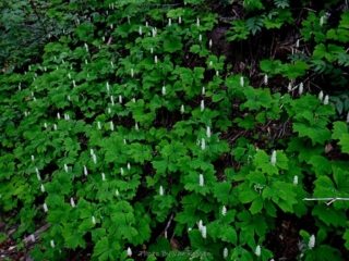 Vanilla leaf in bloom