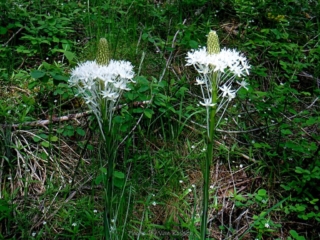 Bear Grass just starting to bloom