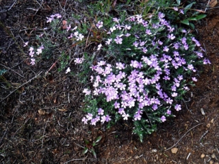 Phlox