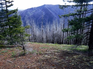 Burnt trees near and on next ridge