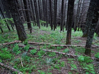 The PCT switch backs up some very steep slops