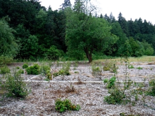 The struggle to bring back native plants with our droughts