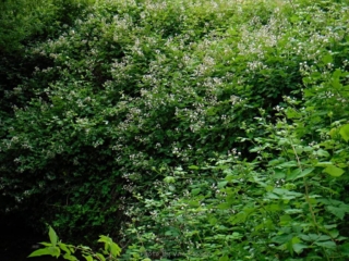 Much of the area is covered in black berry bushes, need restoration