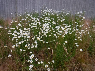 Nice patch of Shasta Daisies