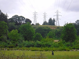 Walking dog under powerlines