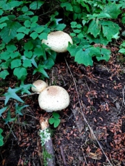 Some mushrooms in the forest