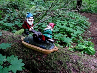 Observing Gnomes at play