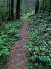 A walk in the woods trail