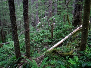 Blooming rhododendrons were in bloom