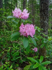 Rhododendrons were in full bloom at lower elevation