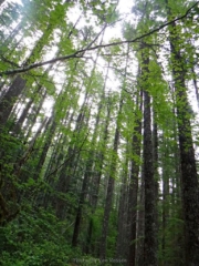 This area had several layers of light canopy