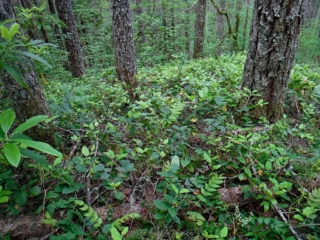 Greenery on lower story