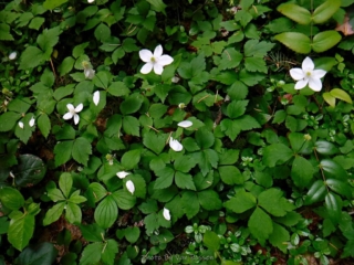Patches of flowers along the trail