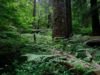 The subtle beauty of a maturing forest