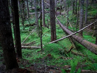 The forest floor was covered with a clover leaf