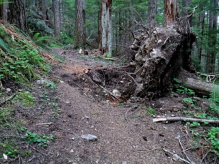 The lower trail was hit by wind this last winter and trees got uprooted