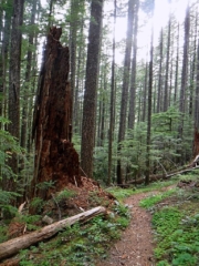 Some remains of larger older trees