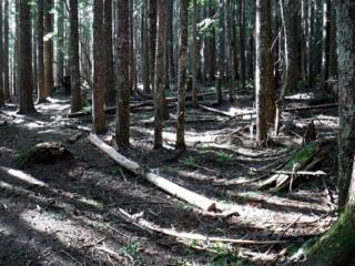 Thick sun canopy allow for no growth under it.