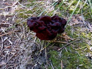 Is this the eatable one or the poisonous one