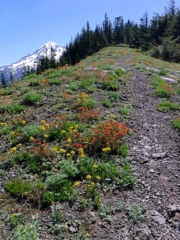 Flowers bloom along the ridge