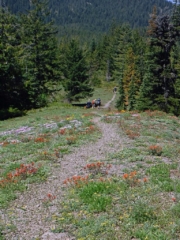 Following the crowds down