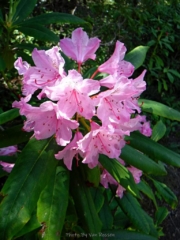 Rhododendron bloom