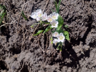 Maybe Western Spring Beauty