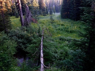 One of the natural meadows with morning light