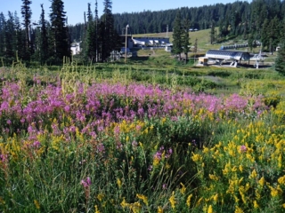 Looking back at the lodge and chair lifts