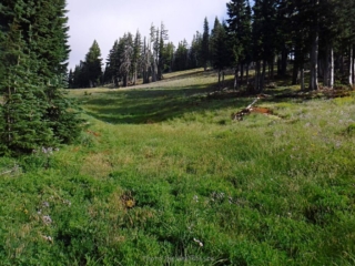 Open green meadow along the cut off trail