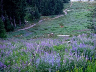 Trail hugs the tree line to not disturb the meadow